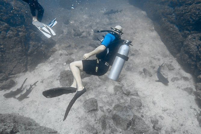 open-water-diver-certification-owd