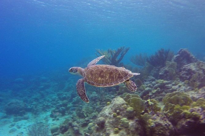 open-water-diver-course-at-blue-bay-dive-in-curacao