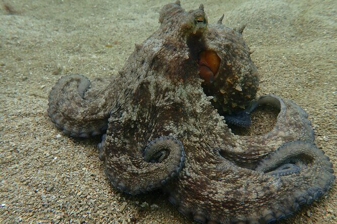 open-water-diver-course-in-arrabida-natural-park-near-lisbon