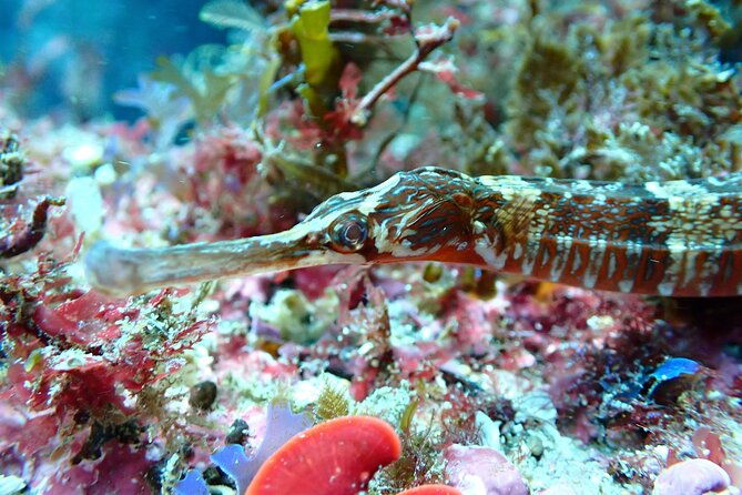 open-water-diver-course-in-arrabida-natural-park-near-lisbon