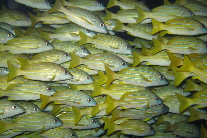 Open Water Diver Course in Lanzarote - Why This Course Stands Out