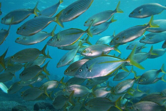 open-water-diver-course-ssi-or-padi