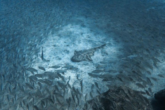 open-water-diver-scuba-diving-course-in-puerto-de-mogan