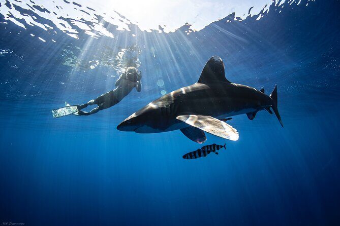Open Water Shark Dive - An In-Depth Look at the Open Water Shark Dive Experience