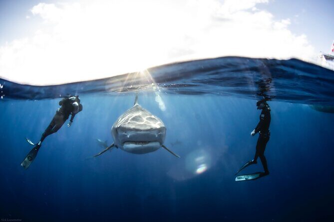 Open Water Shark Dive - Practical Details & Considerations