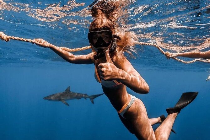 Open Water Shark Dive - Final Thoughts