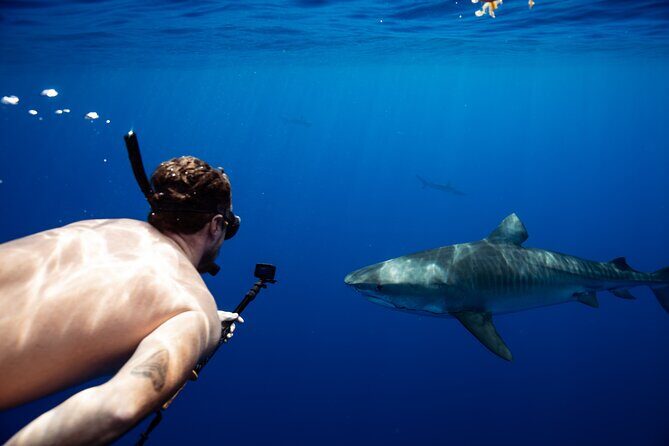Open Water Shark Dive - Frequently Asked Questions