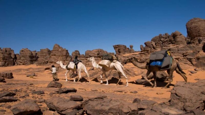 Oran: Scenic Camel Ride with Mint Tea - What to Expect from the Tour