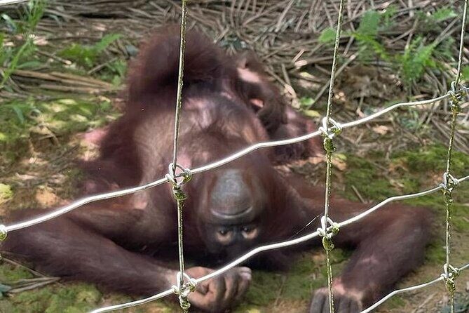 Orang Utan Island and Ipoh Private Day Tour from Kuala Lumpur - The Itinerary Breakdown: What to Expect at Each Stop