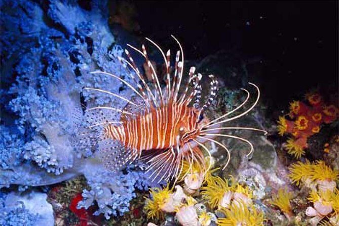 Orange Bay Giftun Island Hurghada Snorkeling Trip - What to Expect from the Orange Bay Giftun Island Snorkeling Trip