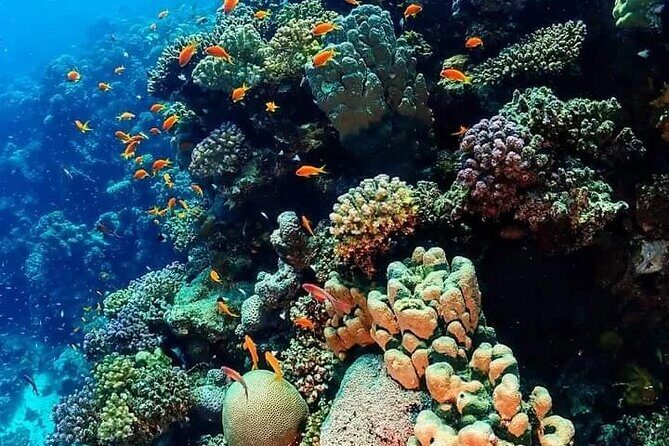 Orange Bay Island Snorkeling with Water Sports in Hurghada - The Itinerary: What to Expect on Your Day