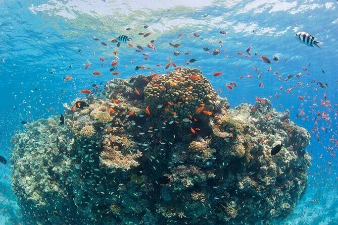Orange Bay Private Speedboat ,Snorkeling, Water Sport- Hurghada - Who Will Love This Tour?