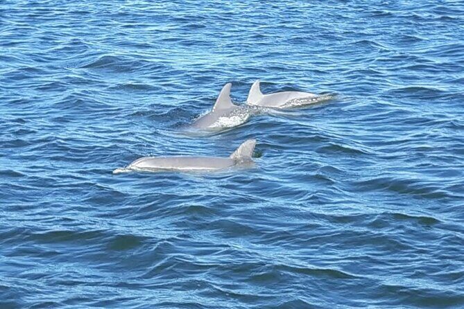 Orange Beach Dolphin Eco Boat Tour - What to Expect on the Itinerary