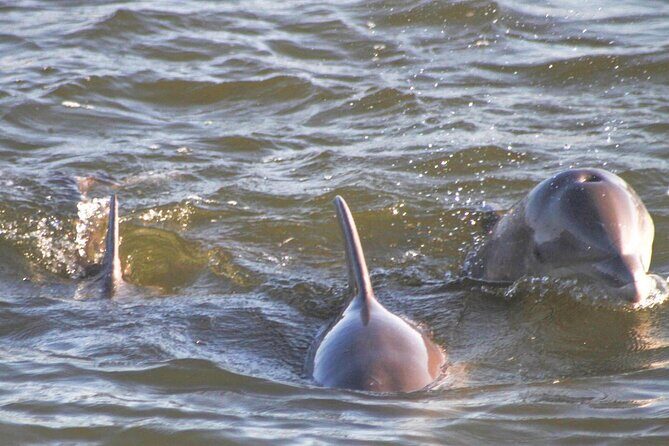 Orange Beach Dolphin Eco Boat Tour - How the Tour Compares to Others