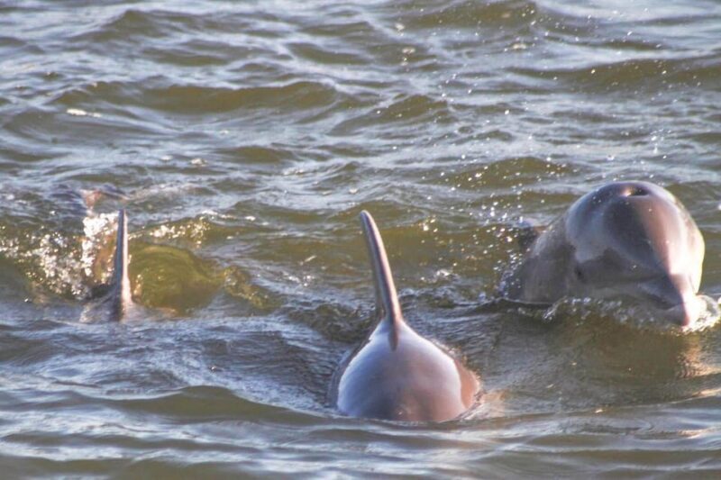 Orange Beach: Dolphin Eco Sunset Cruise aboard The Explorer - The Sum Up