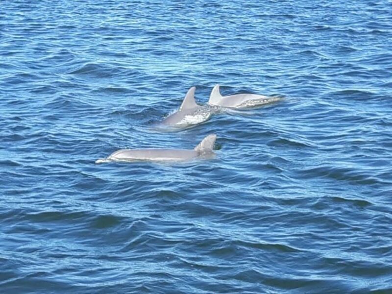 Orange Beach: Dolphin Eco Sunset Cruise aboard The Explorer - FAQ