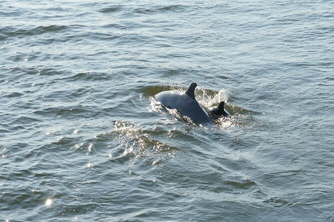 orange-beach-dolphin-sailing-cruise-aboard-catamaran