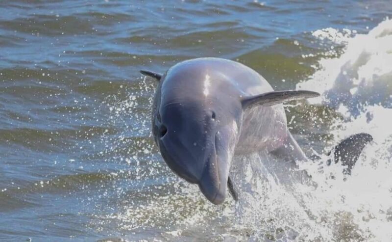 Orange Beach: Dolphin-Watching Eco-Boat Tour - Key Points