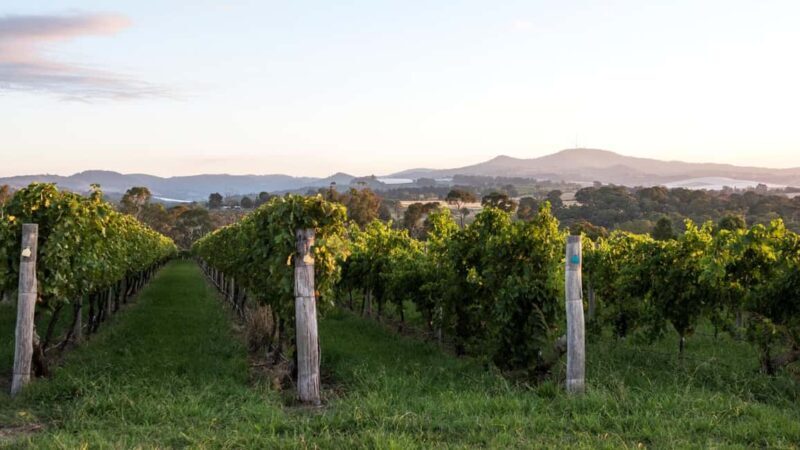 Orange: Explore with Swinging Bridge - Guided Tour & Tasting - Orange: Explore with Swinging Bridge - Guided Tour & Tasting