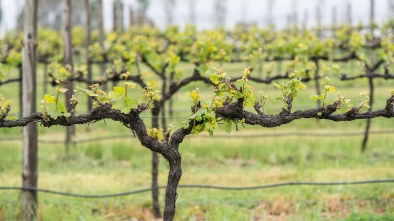 Orange: Explore with Swinging Bridge - Guided Tour & Tasting - An In-Depth Look at the Tour Experience