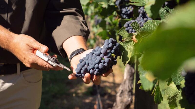 Orange: Explore with Swinging Bridge - Guided Tour & Tasting - Final Thoughts