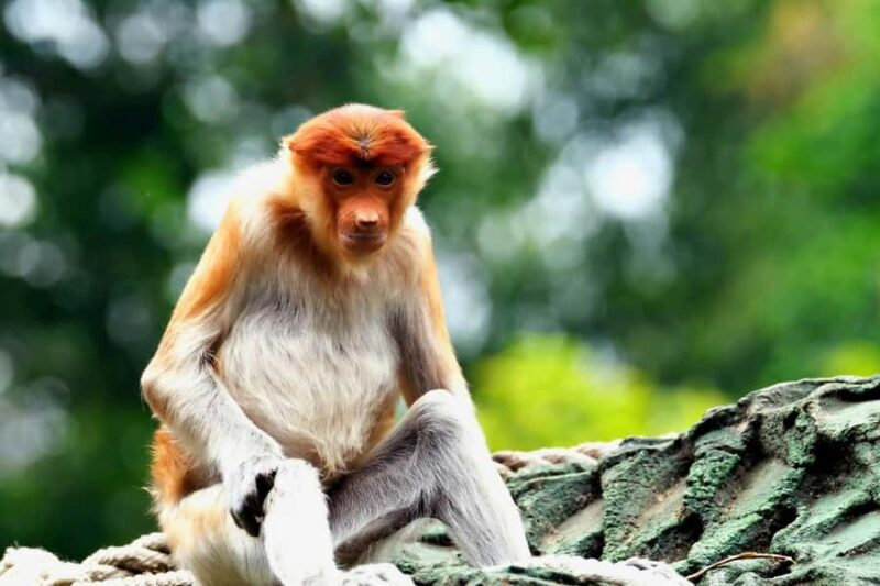 OrangUtan Borneo Pangkalan Bun 3Days Jungle Cruise Adventure - Who Should Consider This Tour?