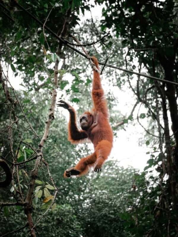 OrangUtan Borneo Pangkalan Bun 3Days Jungle Cruise Adventure - FAQ