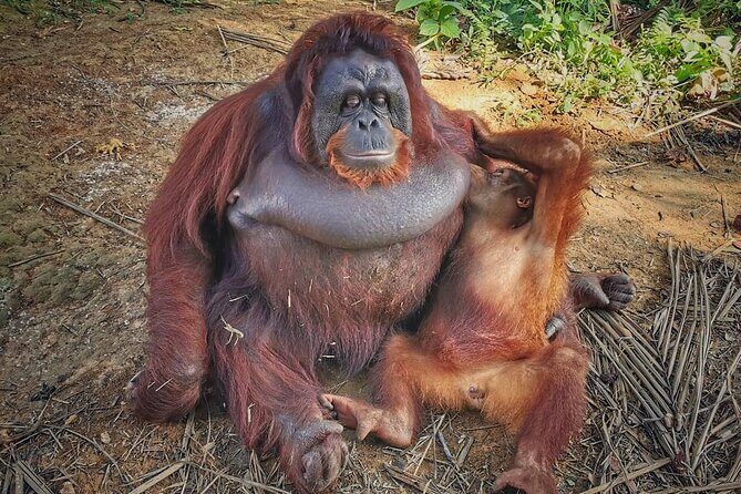 Orangutan Island & Perak Tong Cave Temple Tour from Kuala Lumpur - Exploring the Orangutan Sanctuary: Bukit Merah Orang Utan Island Foundation