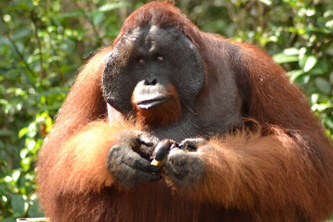 Orangutan Tanjung Puting 4 Days Cabin Boat - Practical Tips for Potential Travelers