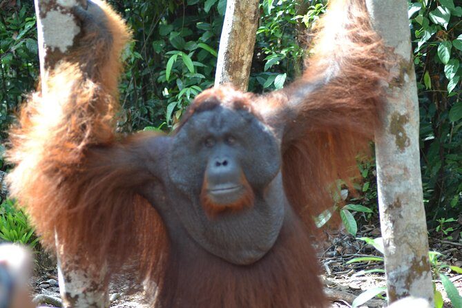 Orangutan Tanjung Puting Day Trip - Frequently Asked Questions