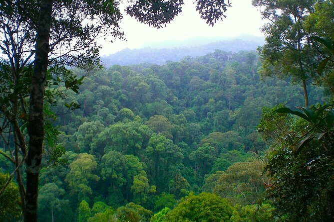 ORANGUTAN TREK (2D/1N) by EcoTravel Bukit Lawang - The Sum Up