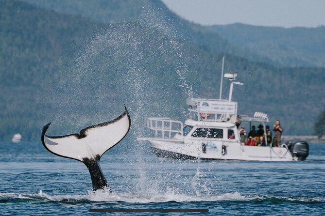 Orca Cove Sea Kayaking - The Equipment and Guides: Why They Matter