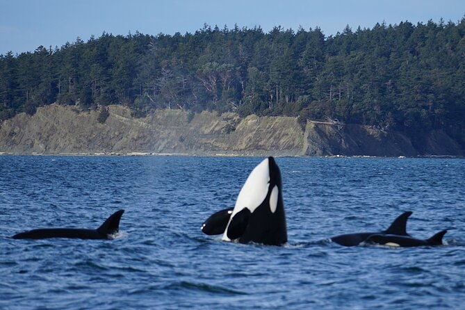 orca-whale-tour-from-orcas-island