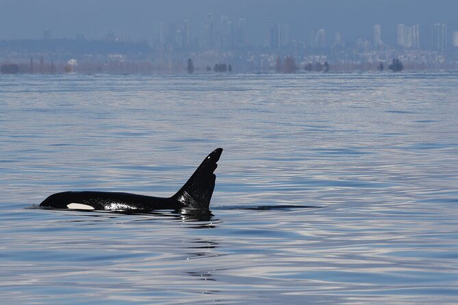 orca-whale-tour-from-orcas-island