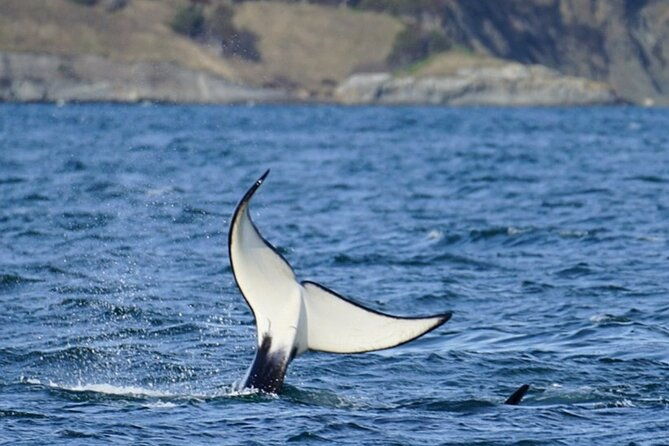 orca-whale-tour-from-orcas-island