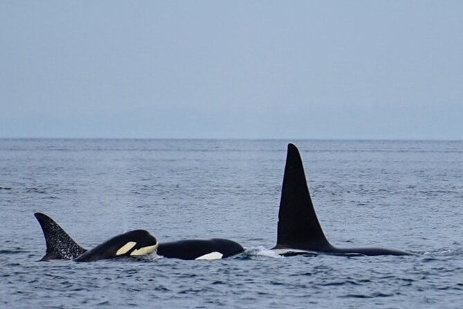 orca-whale-tour-from-orcas-island