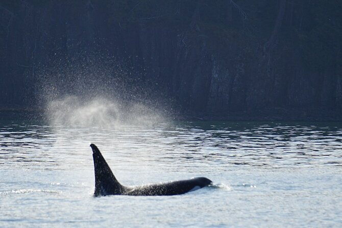 orca-whale-tour-from-orcas-island
