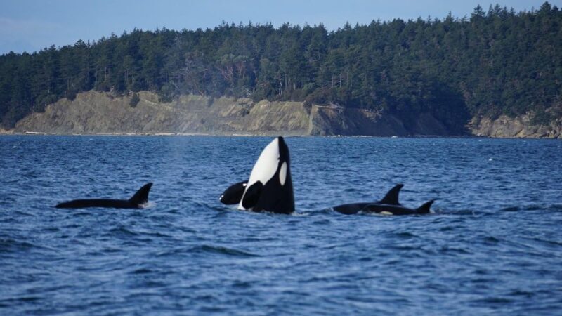 Orcas Island: Orca Whales guaranteed boat tour - An In-Depth Look at the Orca Whale Tour