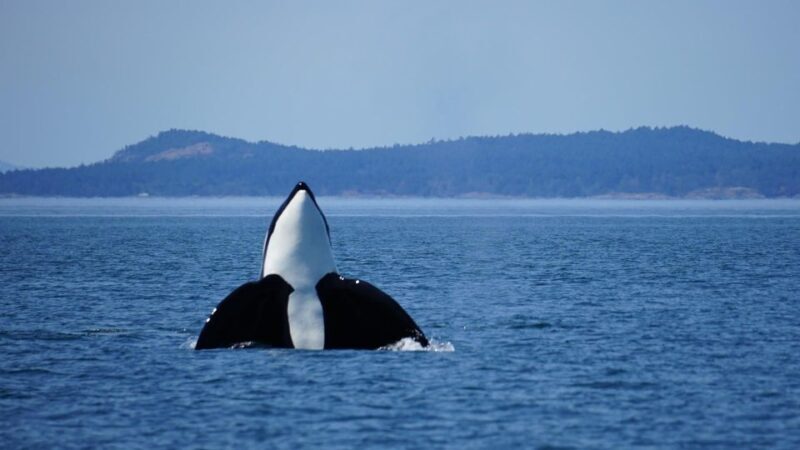 Orcas Island: Orca Whales guaranteed boat tour - FAQ