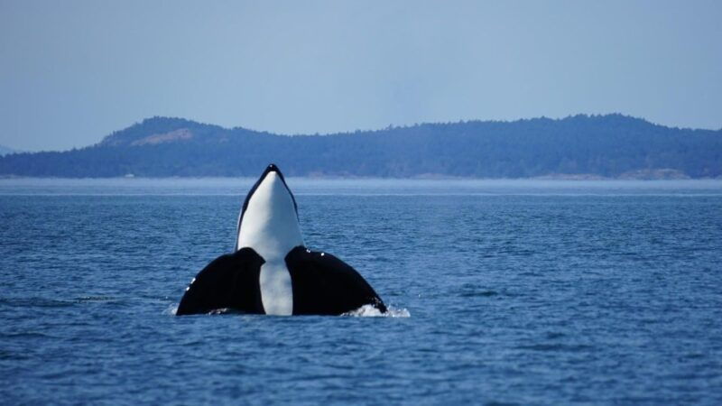 orcas-island-orca-whales-guaranteed-boat-tour