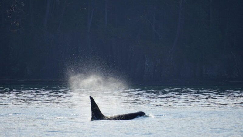 orcas-island-orca-whales-guaranteed-boat-tour