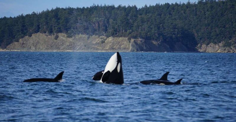 orcas-island-orca-whales-guaranteed-boat-tour
