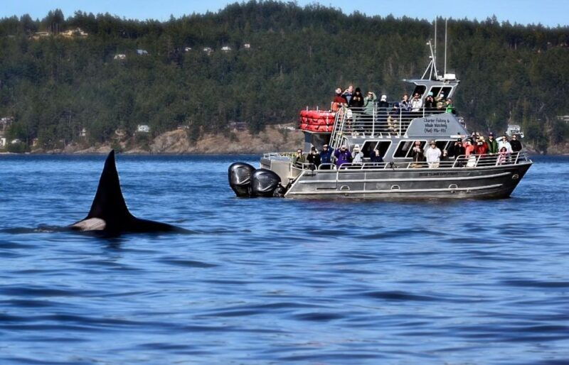 orcas-island-orca-whales-guaranteed-boat-tour