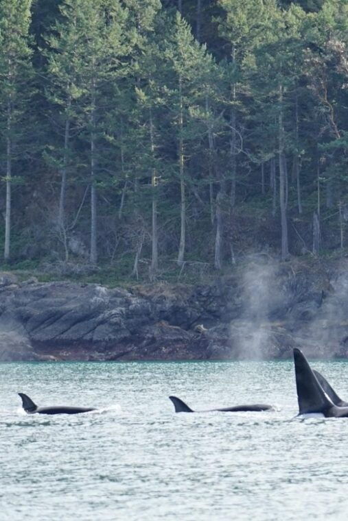 orcas-island-orca-whales-guaranteed-boat-tour