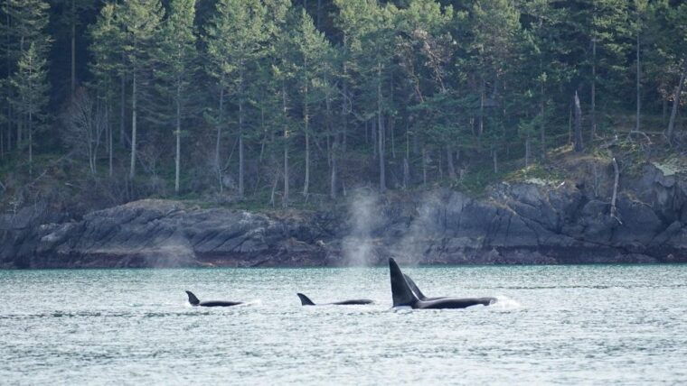 orcas-island-orca-whales-guaranteed-boat-tour