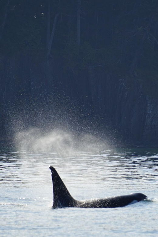 orcas-island-whale-and-orca-guided-speedboat-tour