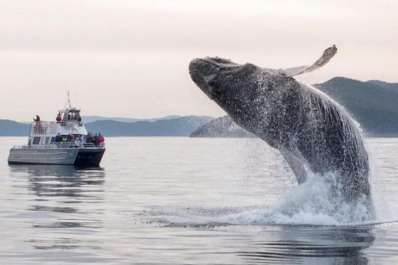 orcas-island-whale-and-orca-guided-speedboat-tour