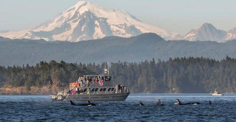 orcas-island-whale-and-orca-guided-speedboat-tour