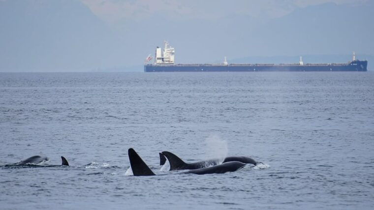 orcas-island-whale-and-orca-guided-speedboat-tour