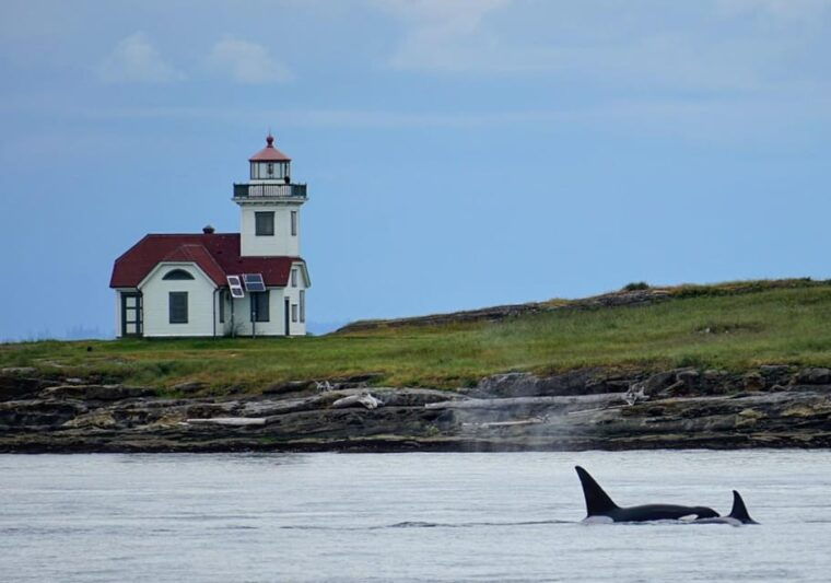 orcas-island-whale-and-orca-guided-speedboat-tour